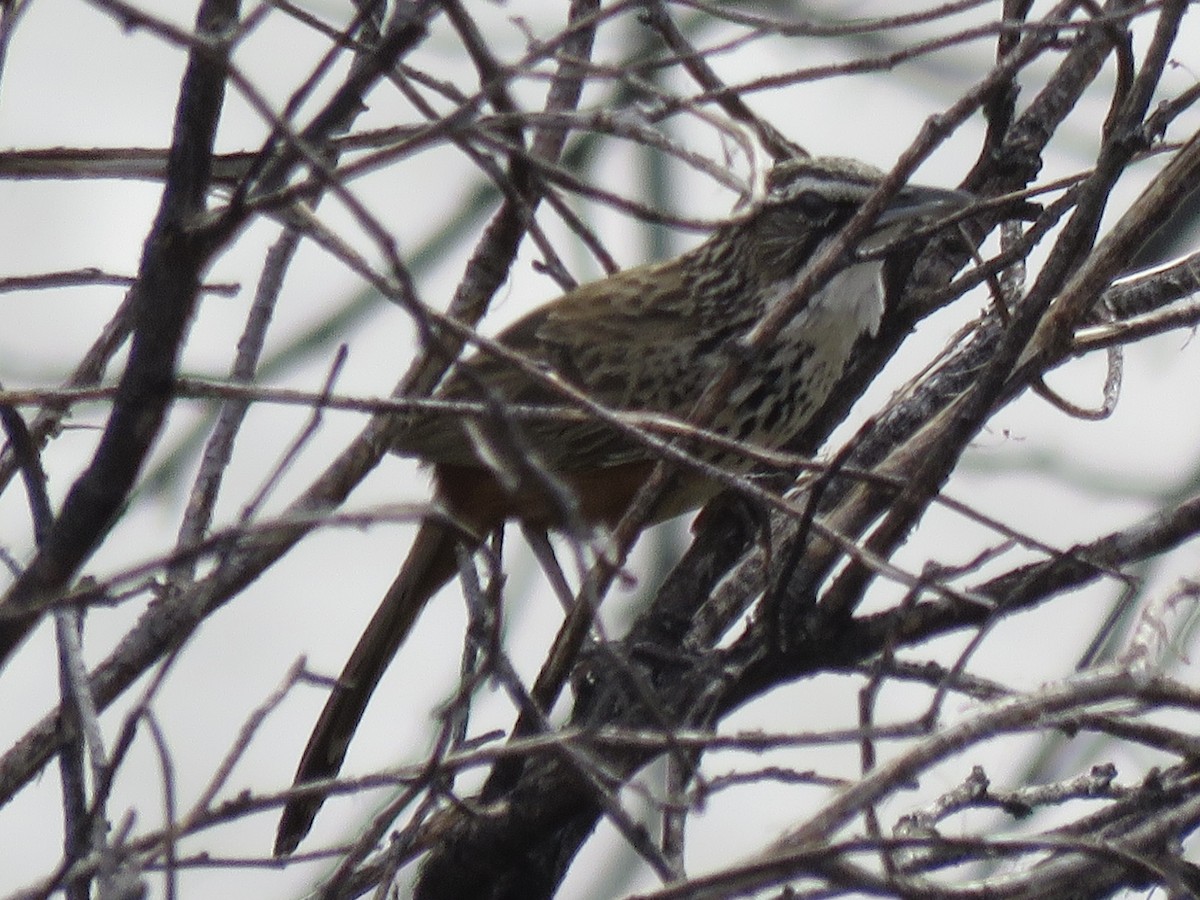 Rockrunner - ML646442380