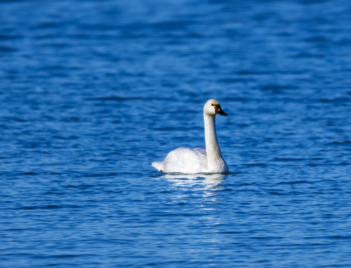 Tundra Swan - ML646442381