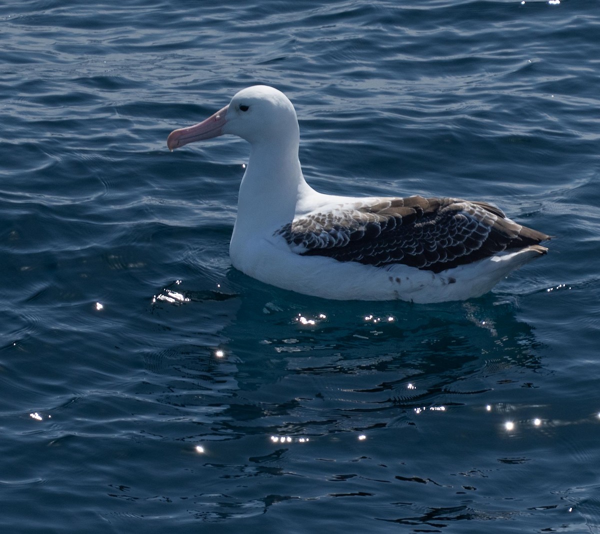 albatros černobrvý - ML646442382