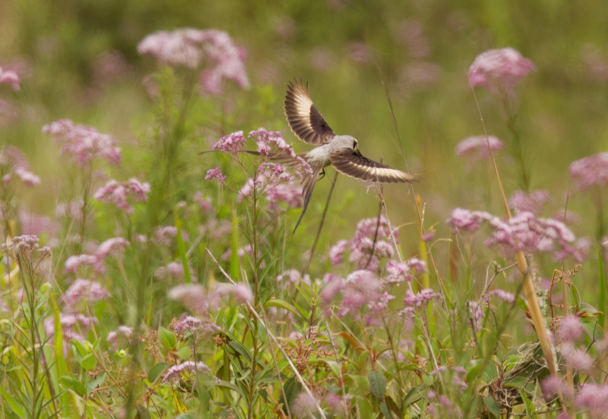 Streamer-tailed Tyrant - ML646442388