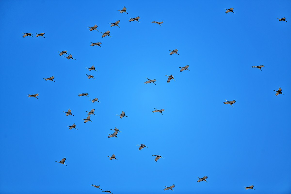 Sandhill Crane - ML646442391