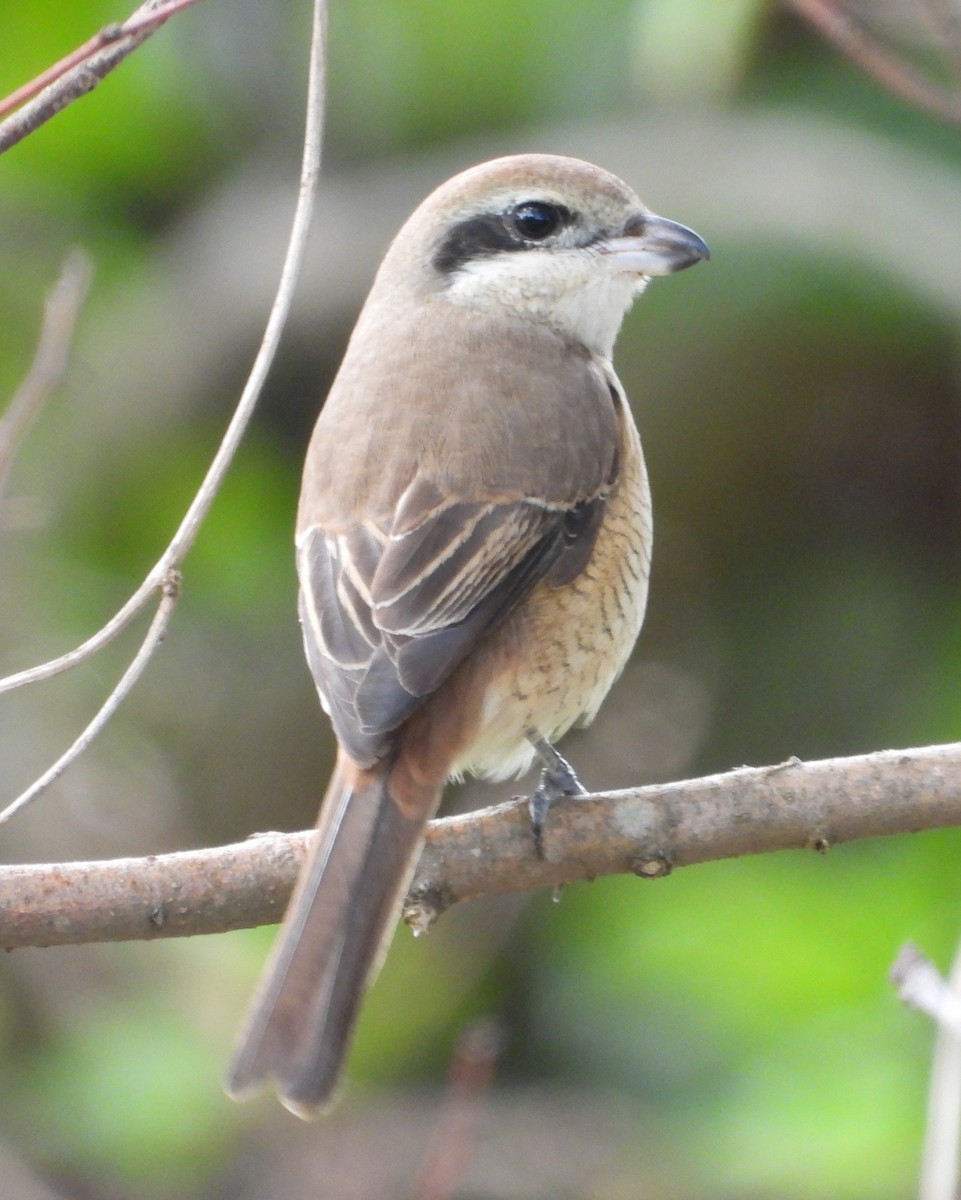 Brown Shrike (Brown) - ML646442393