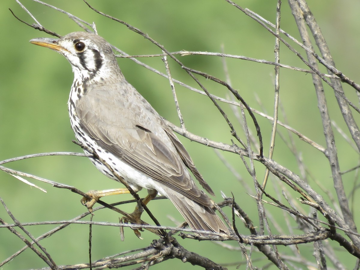 Groundscraper Thrush - ML646442394