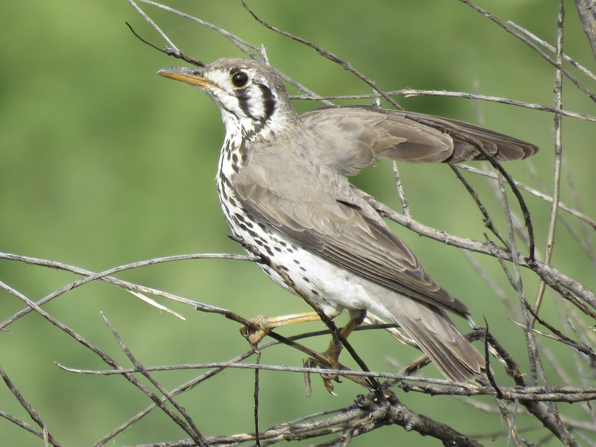 Groundscraper Thrush - ML646442395