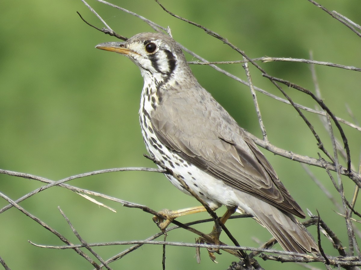 Groundscraper Thrush - ML646442396
