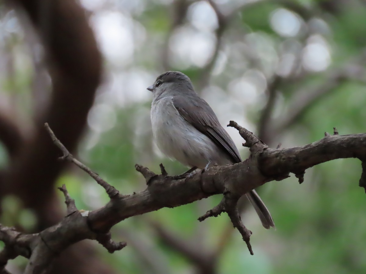 Ashy Flycatcher - ML646442397