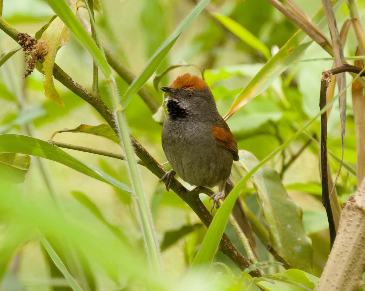 Spix's Spinetail - ML646442400