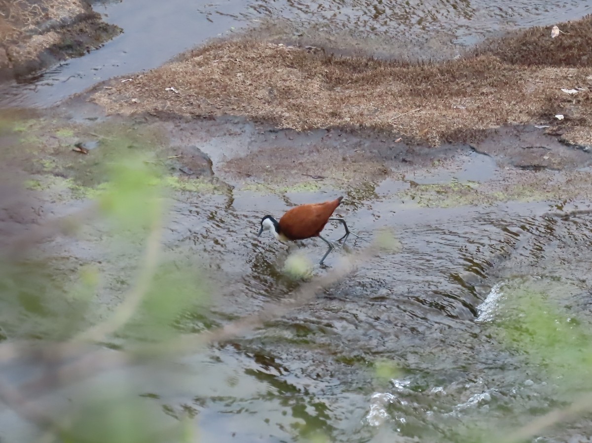 African Jacana - ML646442412