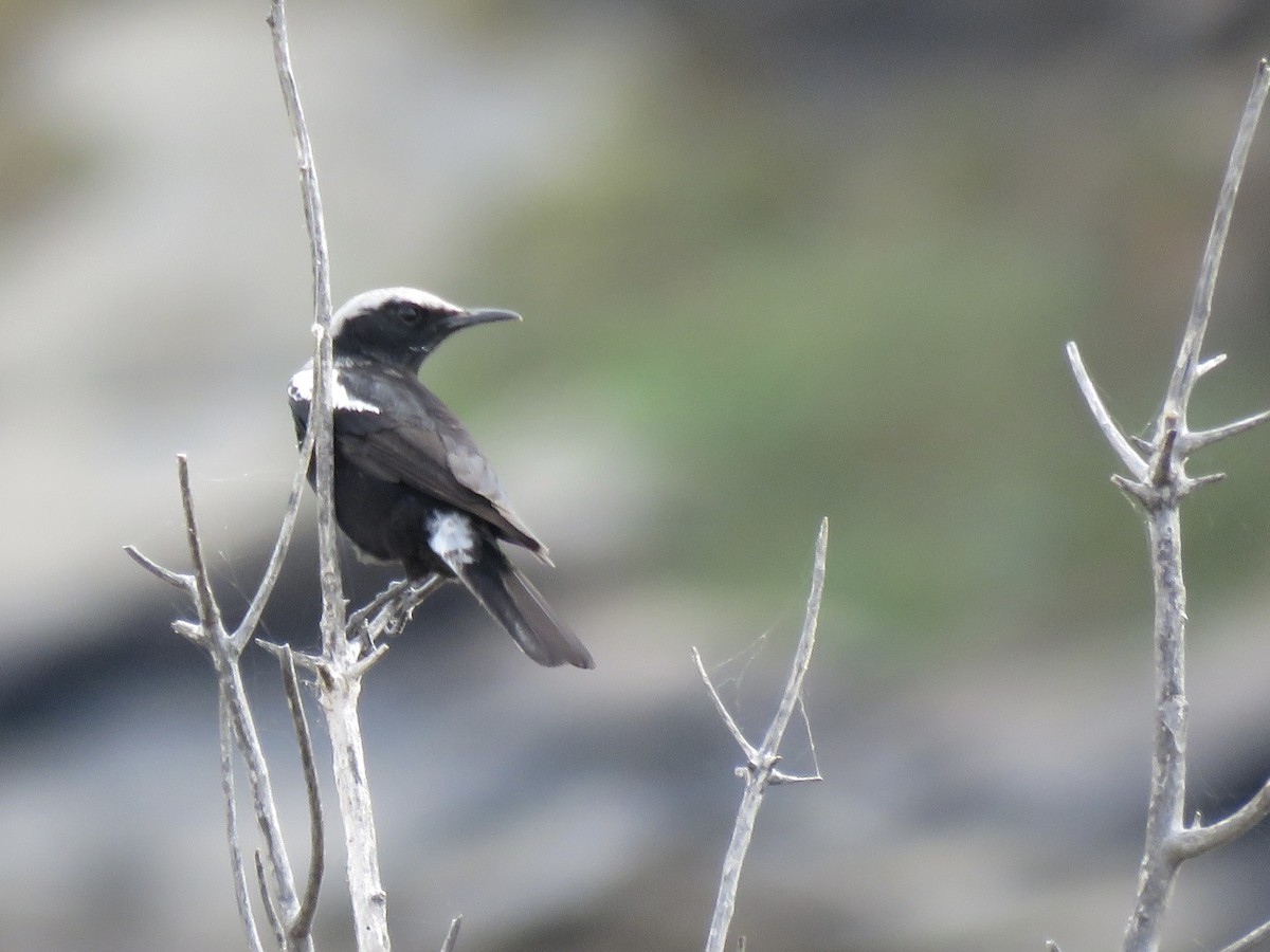 Mountain Chat - ML646442413