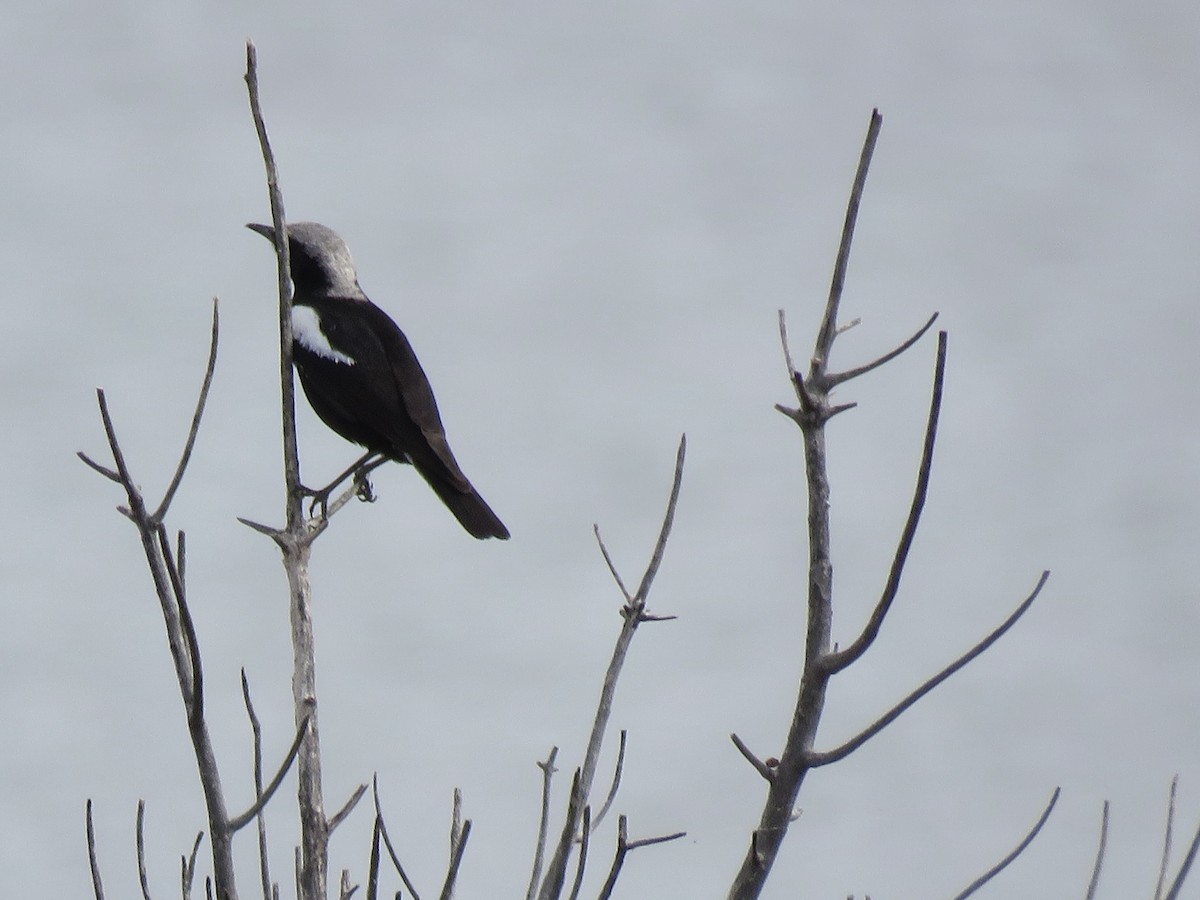 Mountain Chat - ML646442414