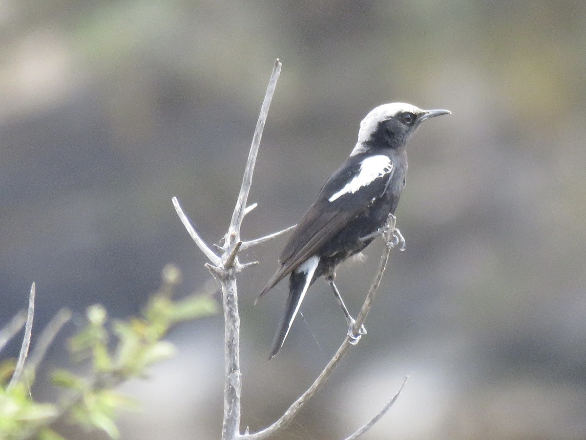 Mountain Chat - ML646442415