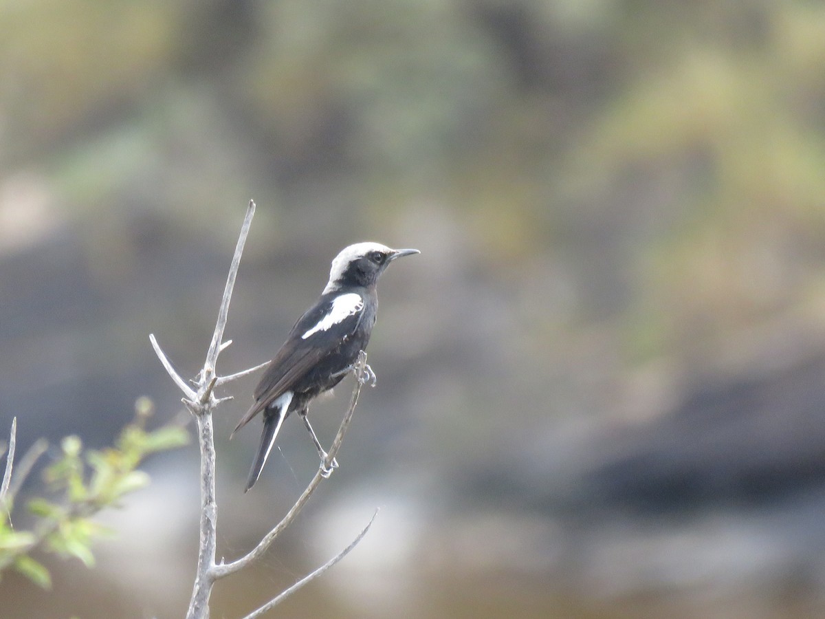 Mountain Chat - ML646442416