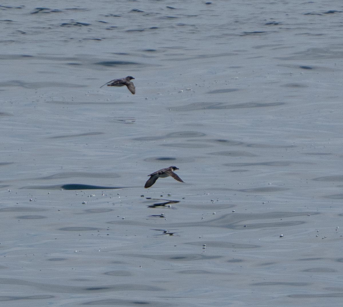 Peruvian Diving-Petrel - ML646442418