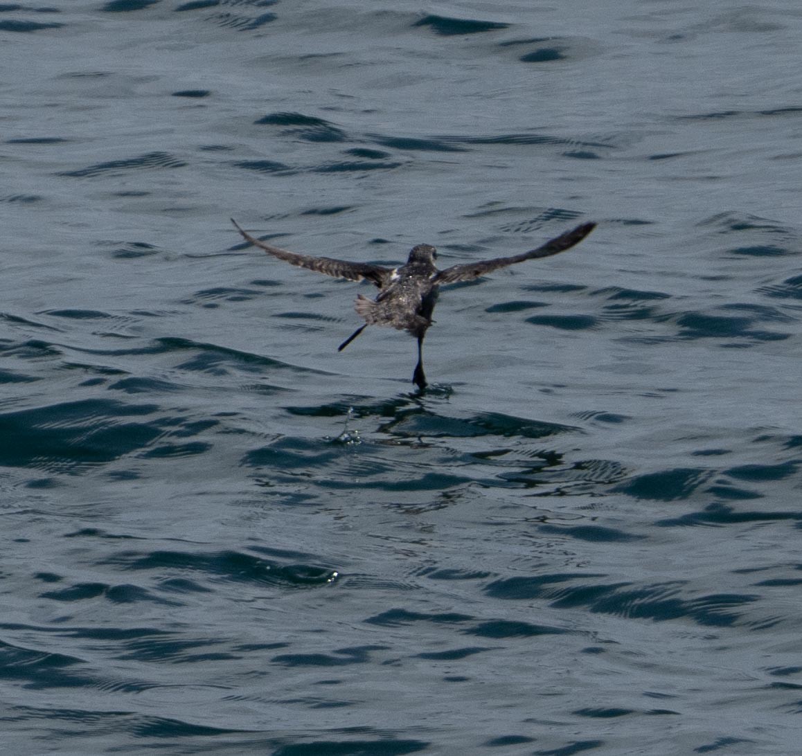 Peruvian Diving-Petrel - ML646442419