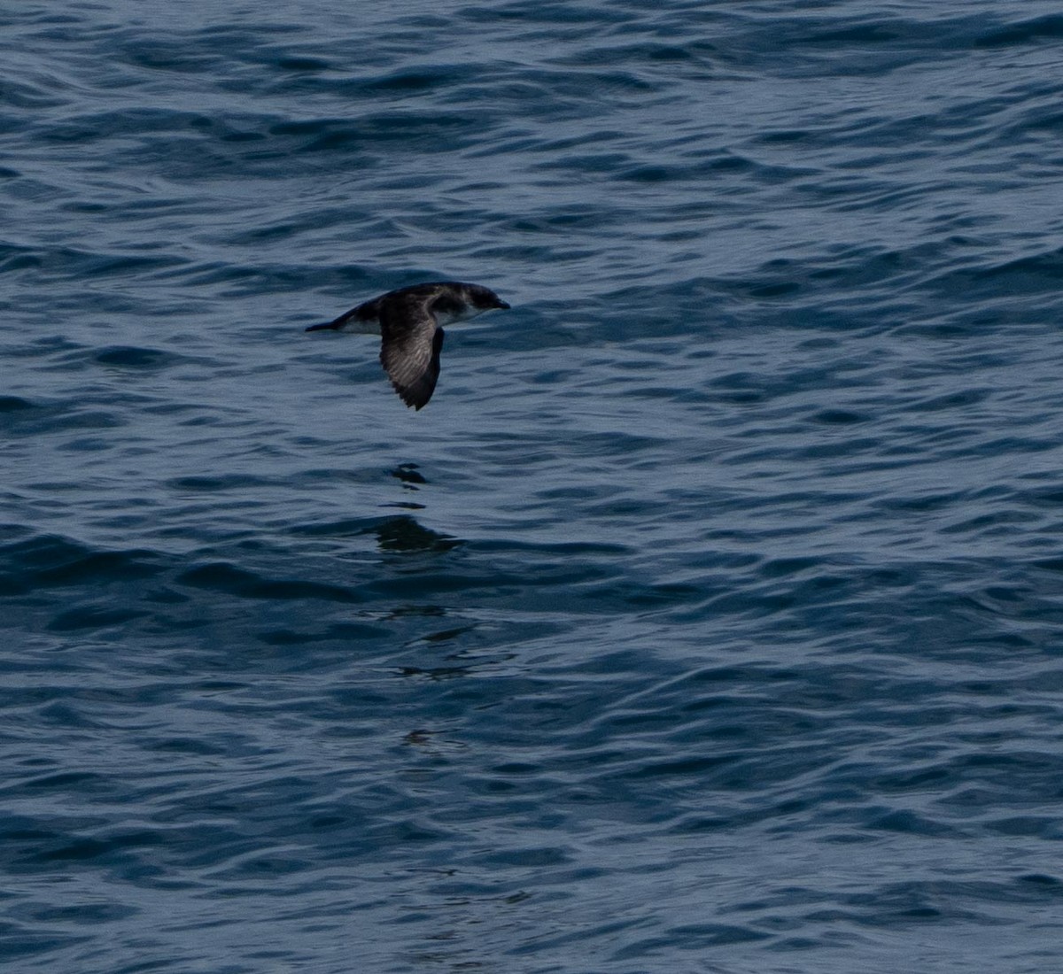 Peruvian Diving-Petrel - ML646442420