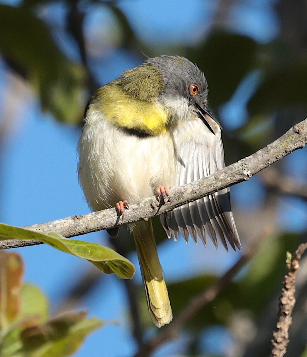 Yellow-breasted Apalis (Yellow-breasted) - ML646442421