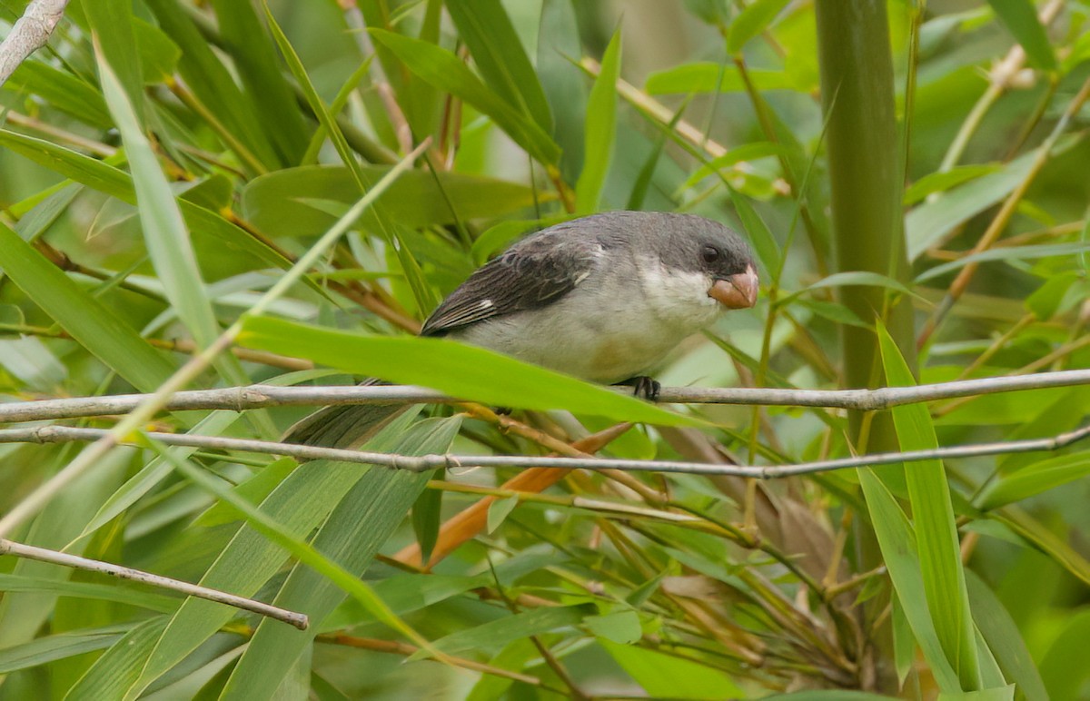 White-bellied Seedeater - ML646442422