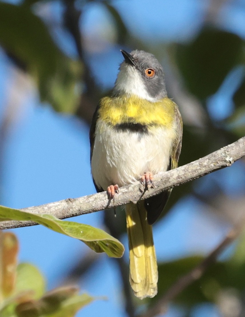 Yellow-breasted Apalis (Yellow-breasted) - ML646442424