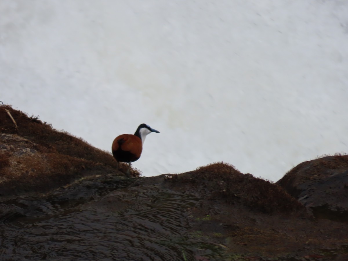 African Jacana - ML646442425