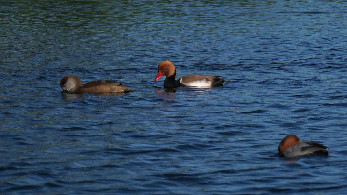 Red-crested Pochard - ML646442426