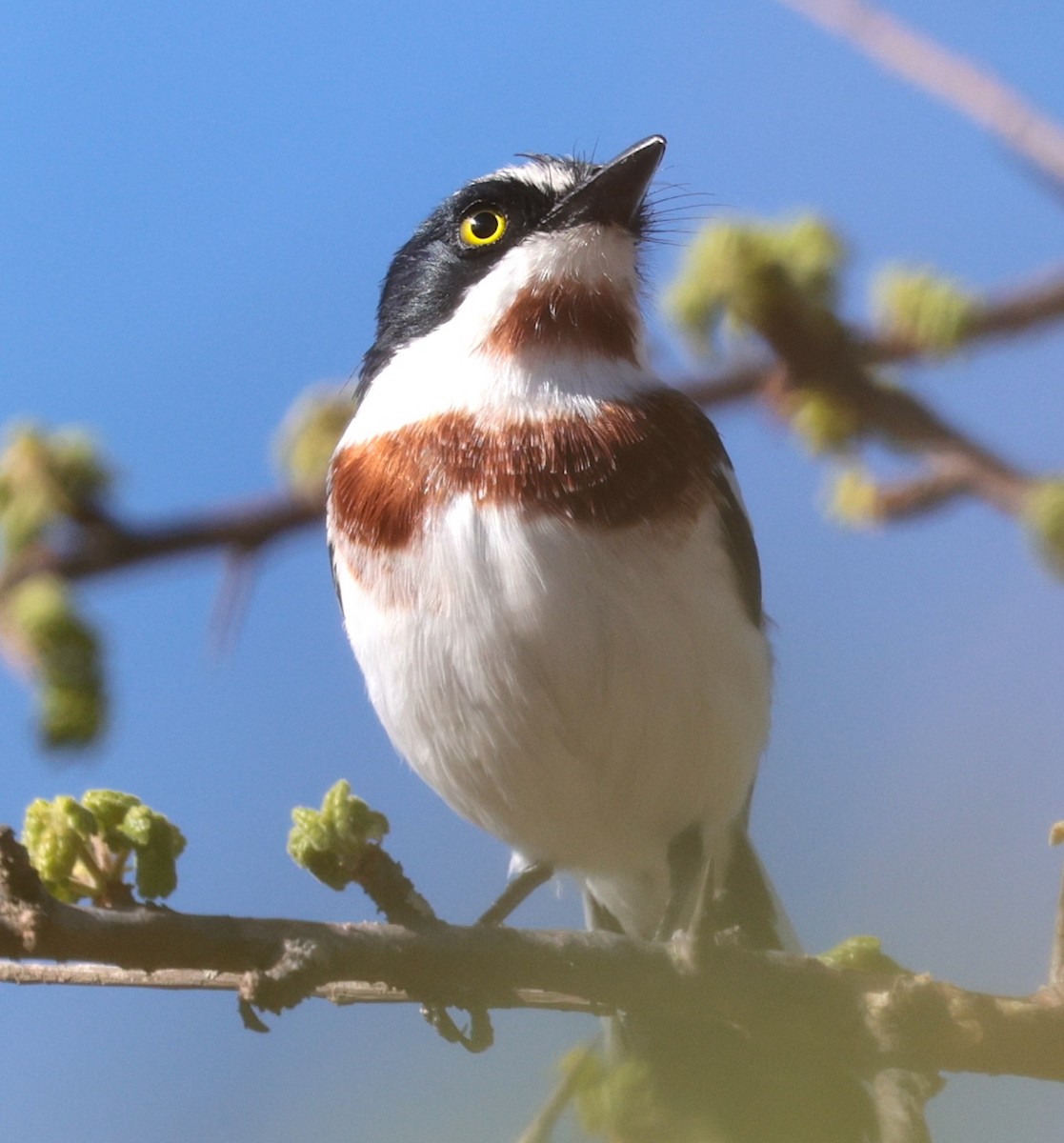 Chinspot Batis - ML646442427