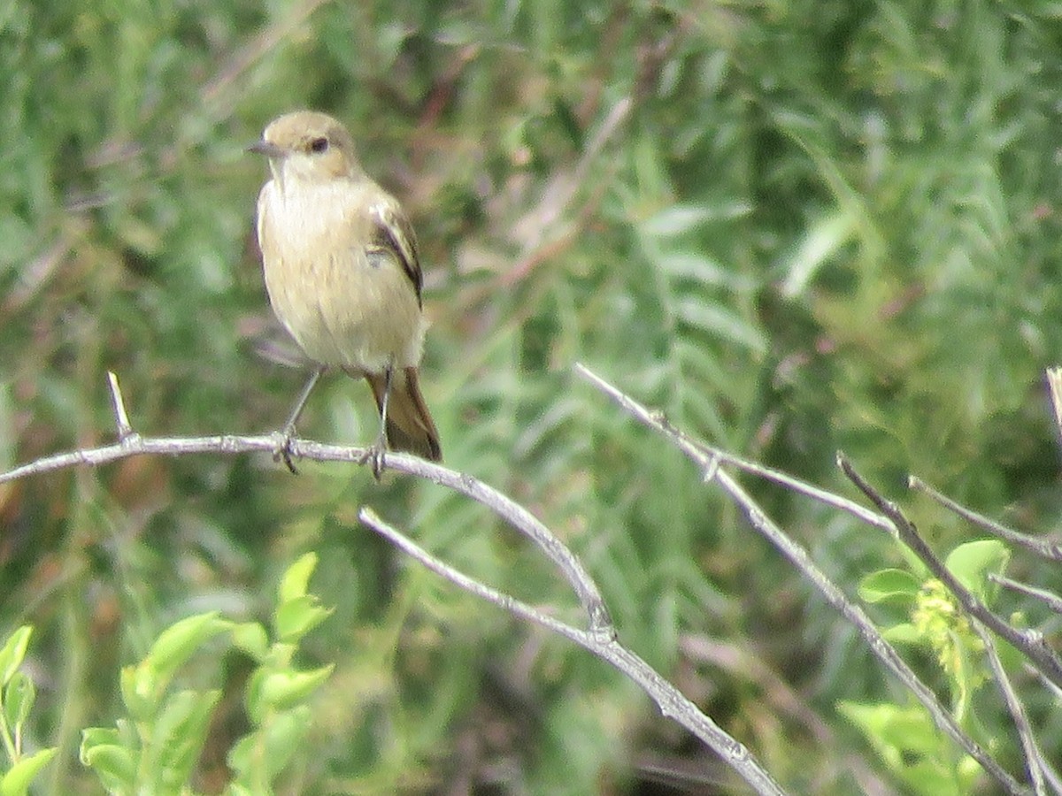 アカオイワビタキ - ML646442429