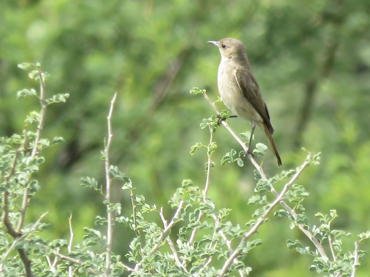 アカオイワビタキ - ML646442430