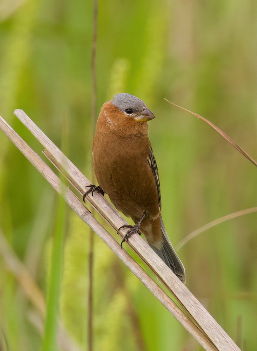Chestnut Seedeater - ML646442432
