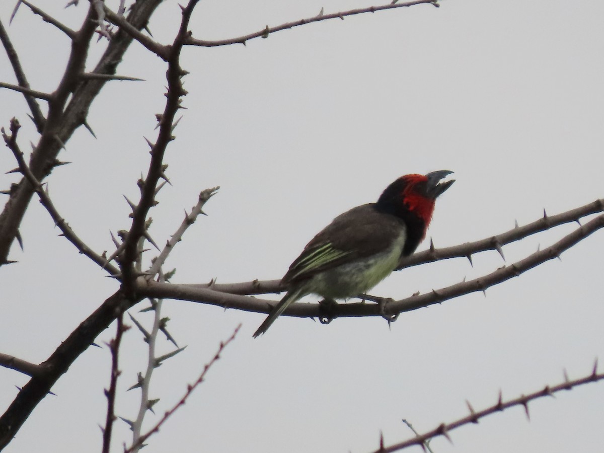 Black-collared Barbet - ML646442434
