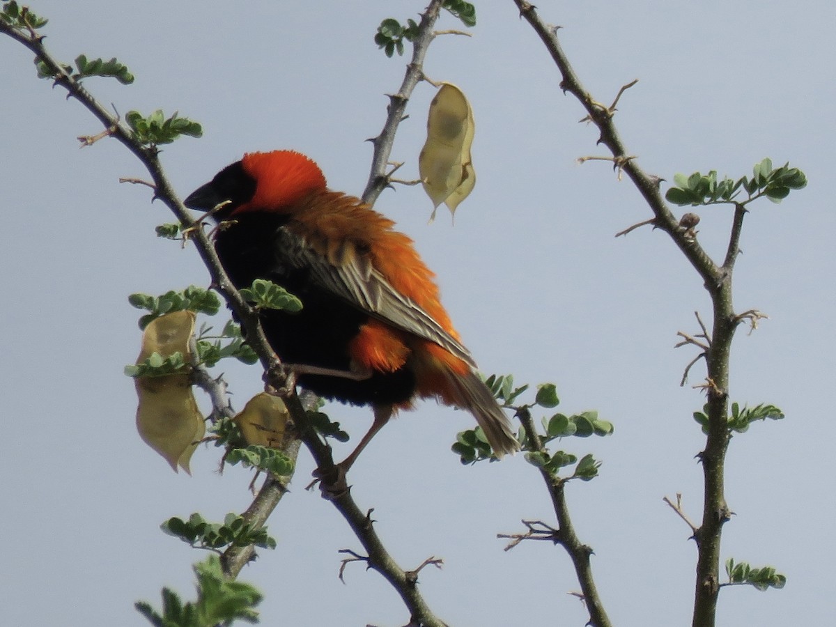 オオキンランチョウ - ML646442435