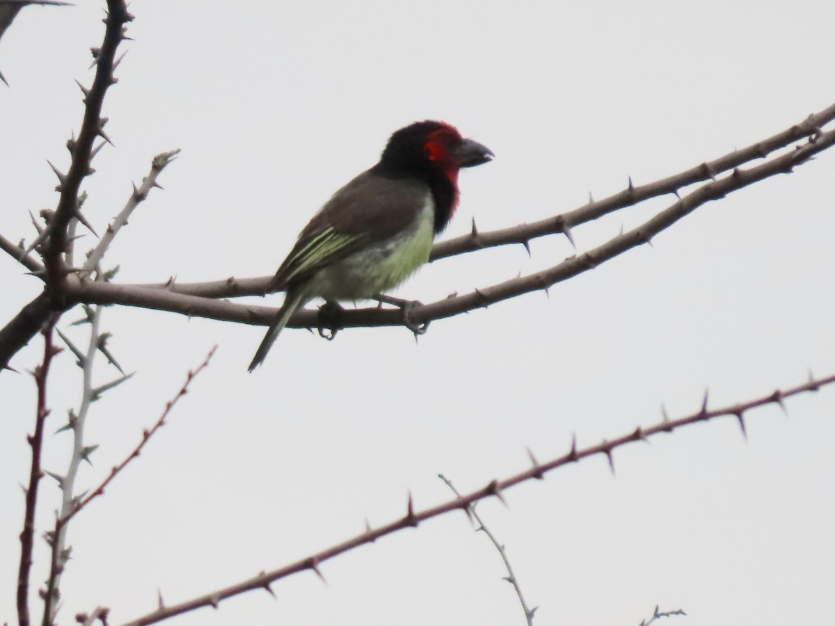 Kara Kolyeli Barbet - ML646442436