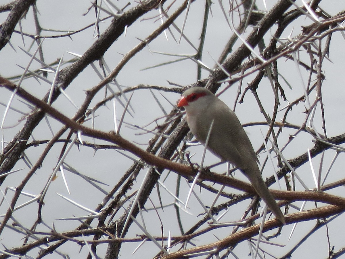 オナガカエデチョウ - ML646442437