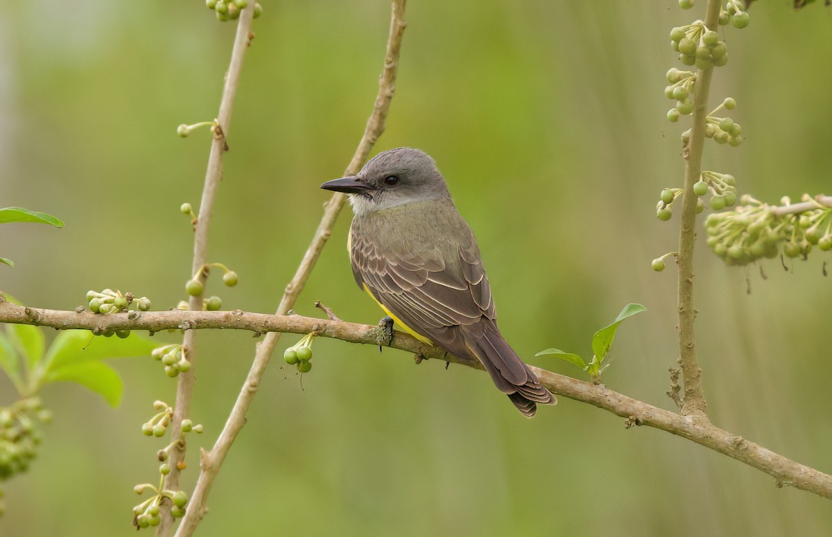 オリーブタイランチョウ - ML646442438
