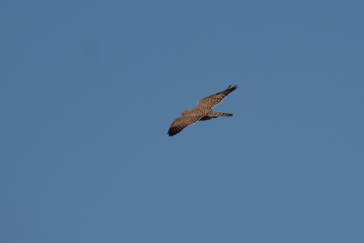 メジロチョウゲンボウ - ML646442439