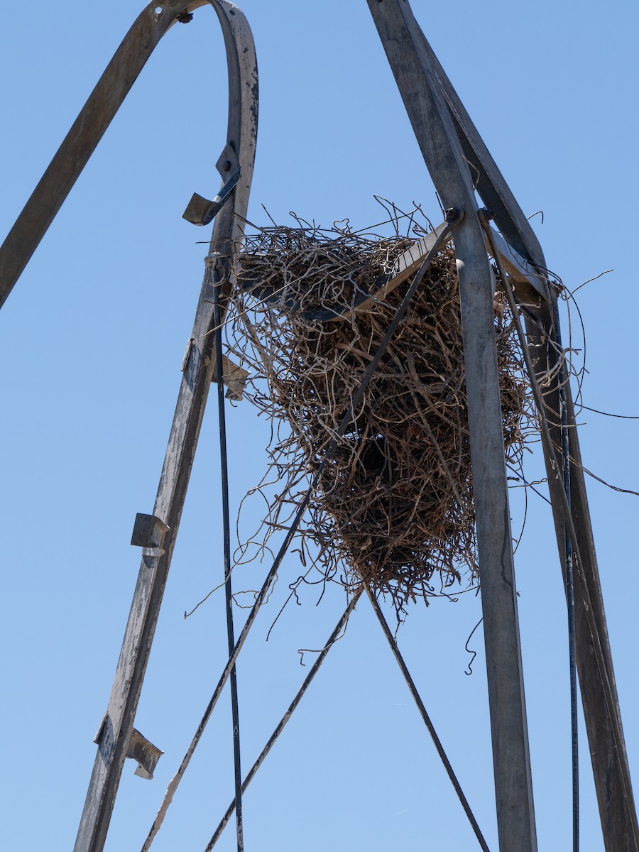 メジロチョウゲンボウ - ML646442441