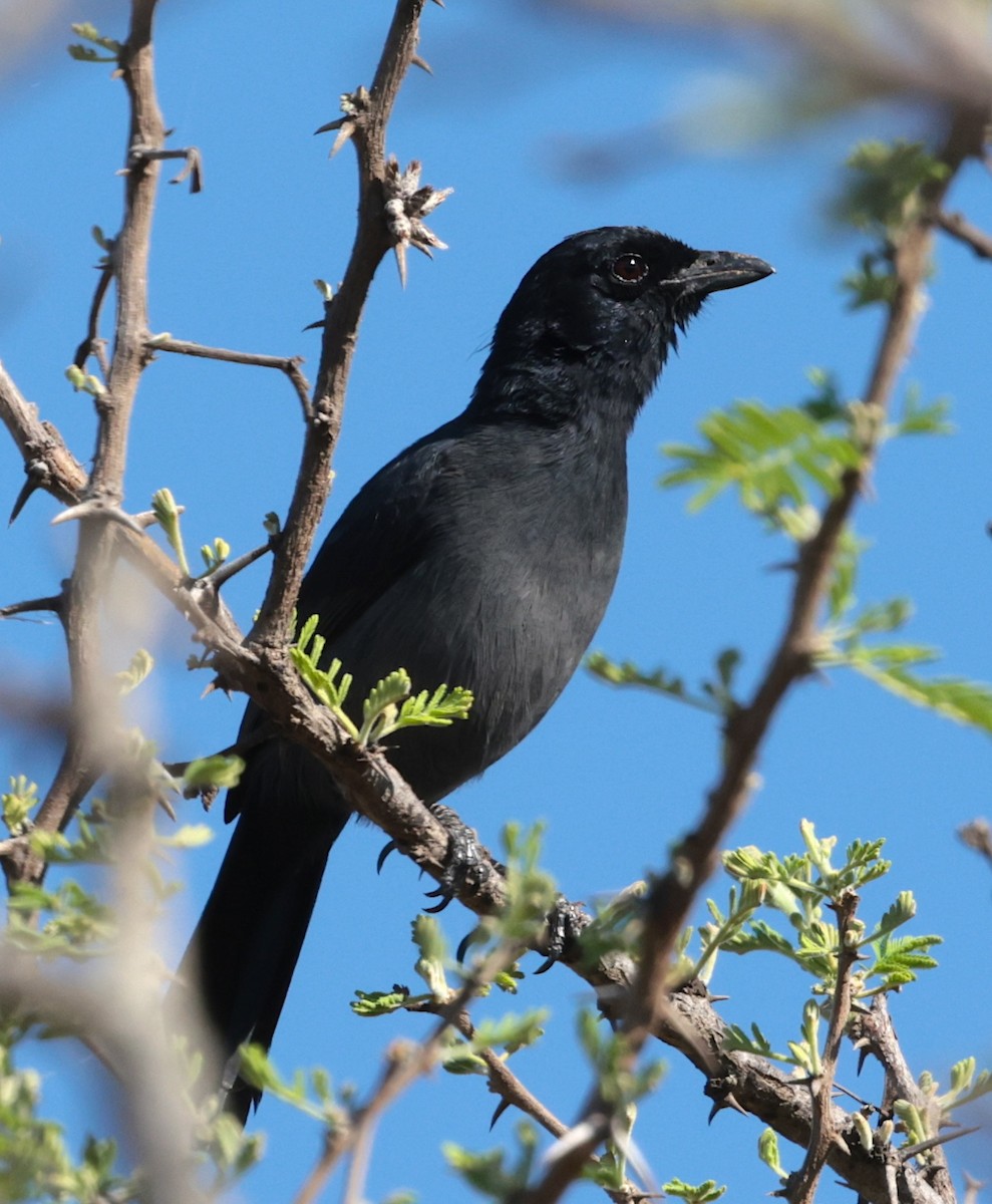 スレートナキヤブモズ - ML646442442