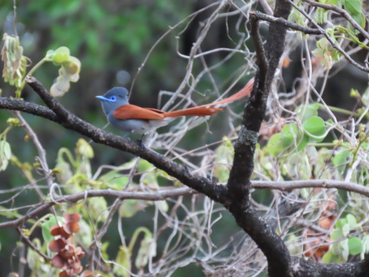 アフリカサンコウチョウ - ML646442443