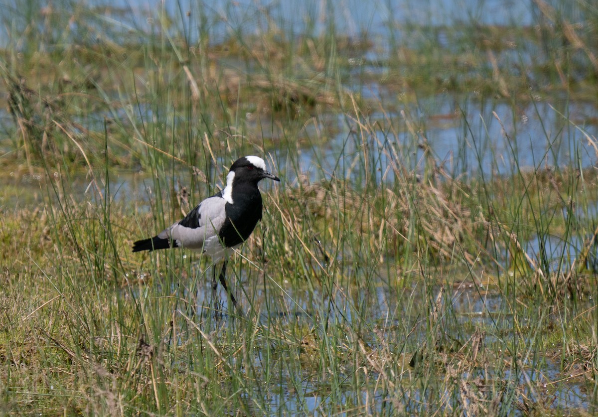 シロクロゲリ - ML646442444