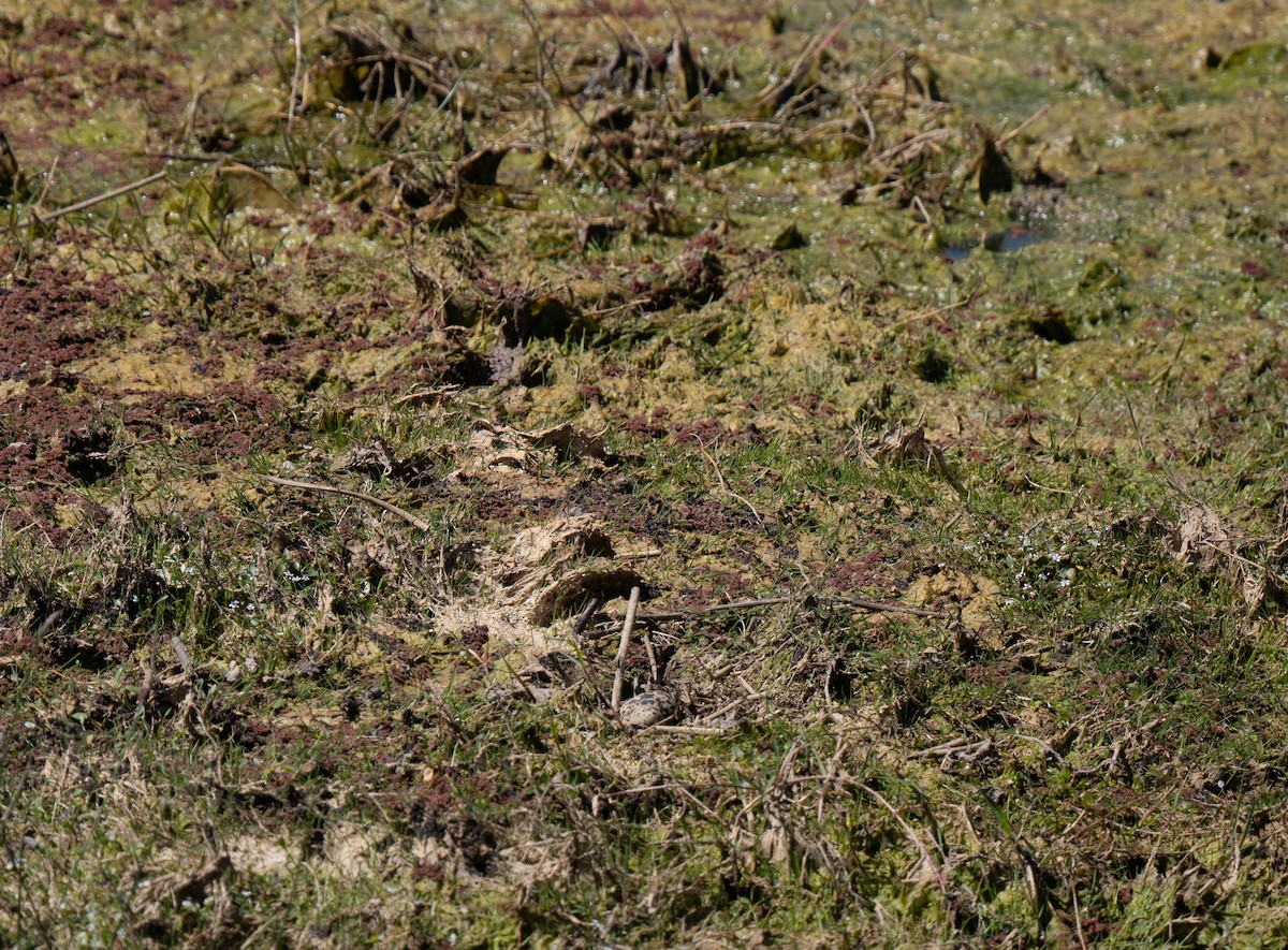 シロクロゲリ - ML646442445