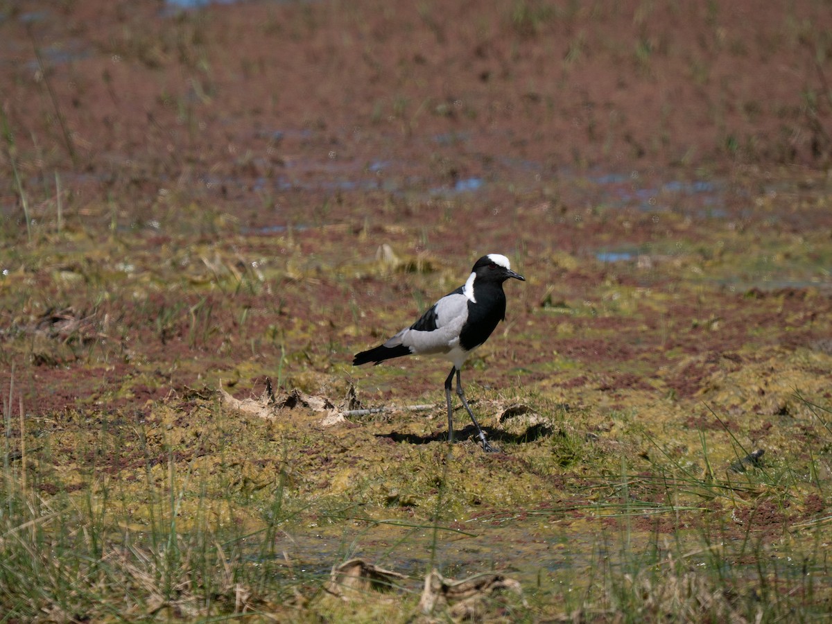 シロクロゲリ - ML646442446