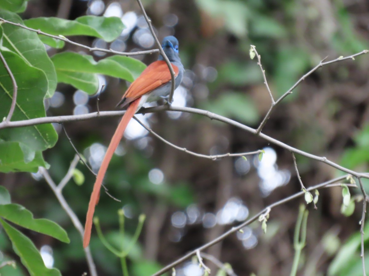 アフリカサンコウチョウ - ML646442447