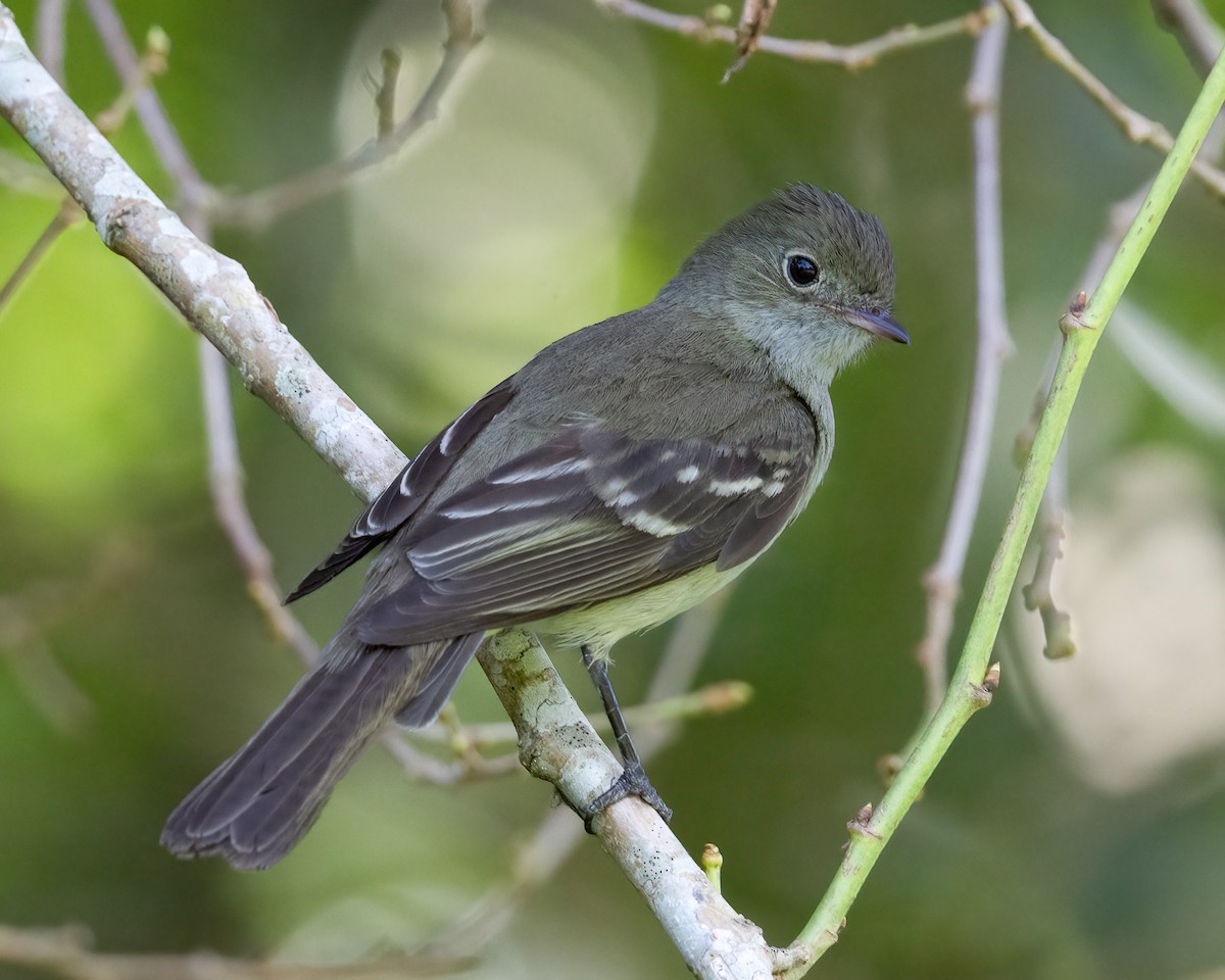 メジロシラギクタイランチョウ - ML646442449