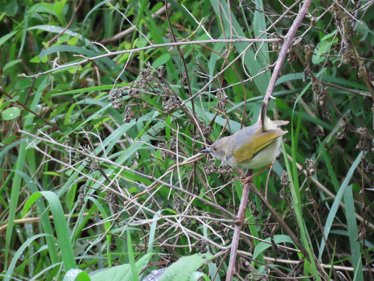 ミドリコムシクイ - ML646442450