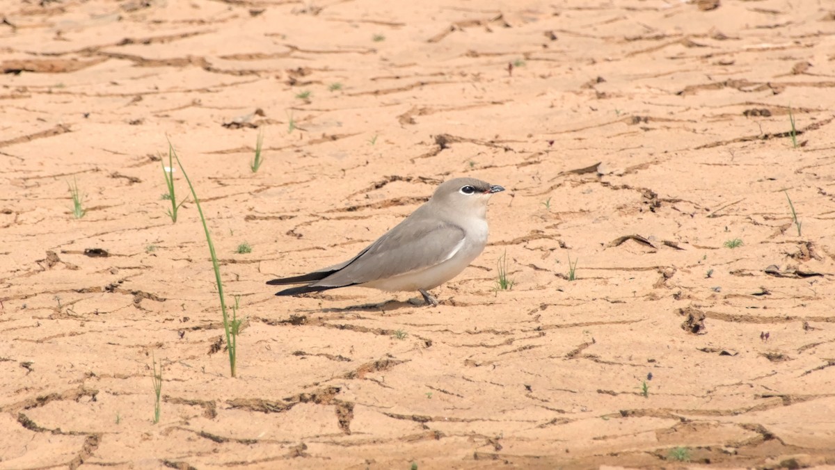 ヒメツバメチドリ - ML646442451