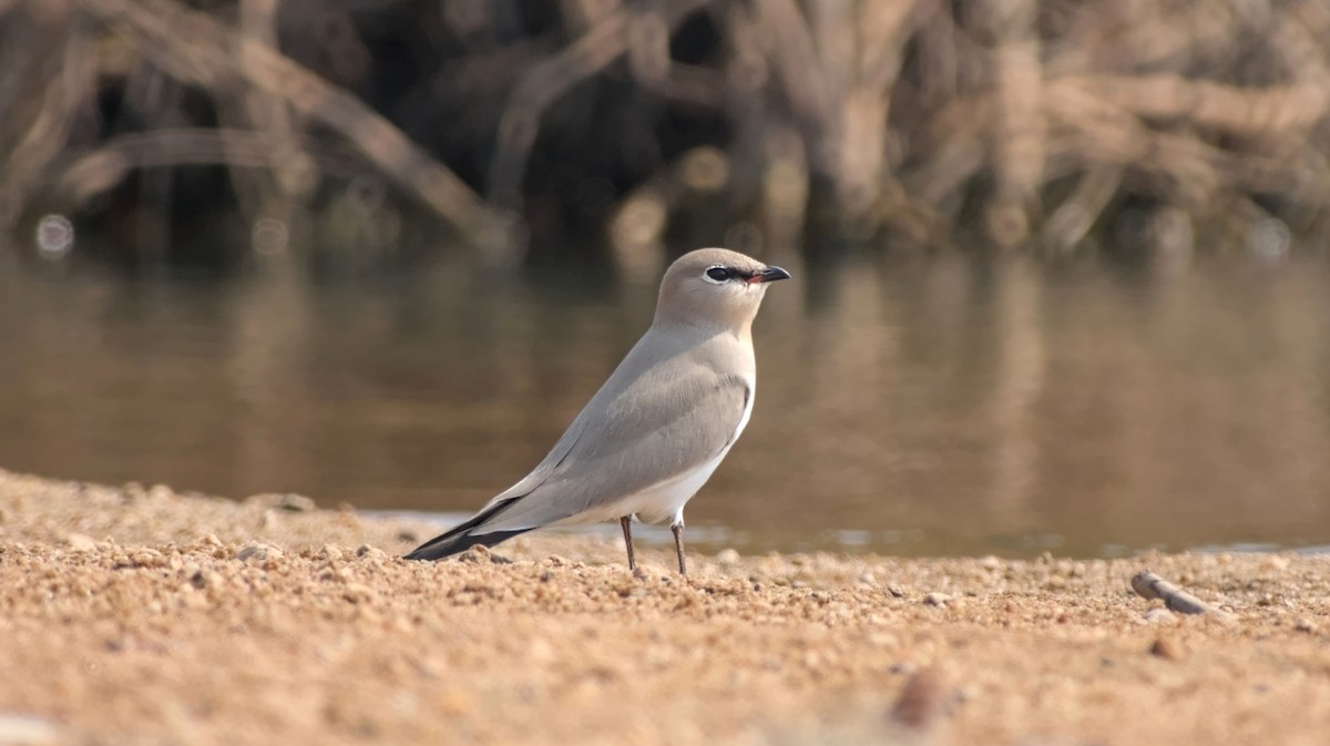 ヒメツバメチドリ - ML646442452