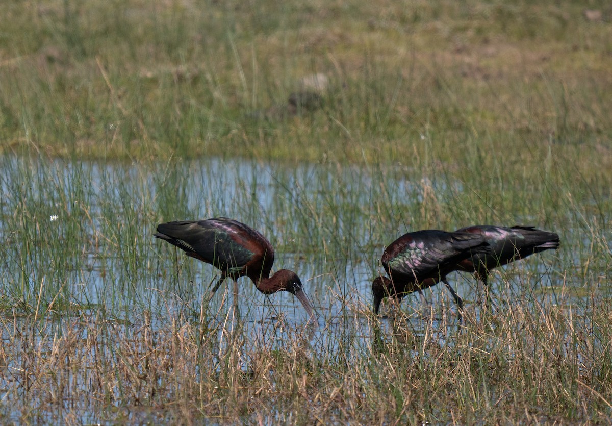 ブロンズトキ - ML646442453