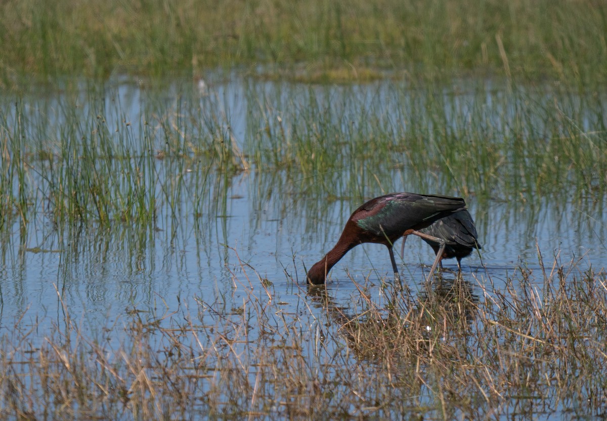 ブロンズトキ - ML646442454