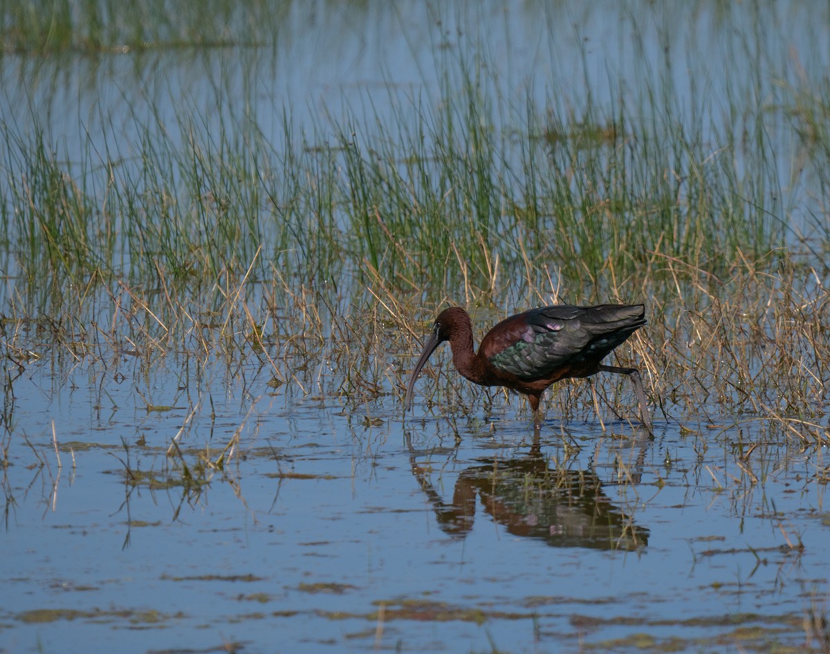 ブロンズトキ - ML646442455