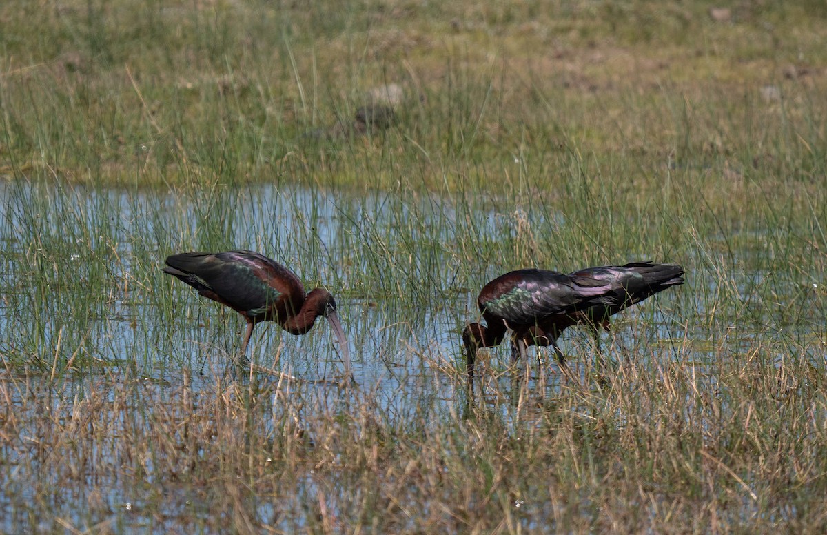 ブロンズトキ - ML646442456