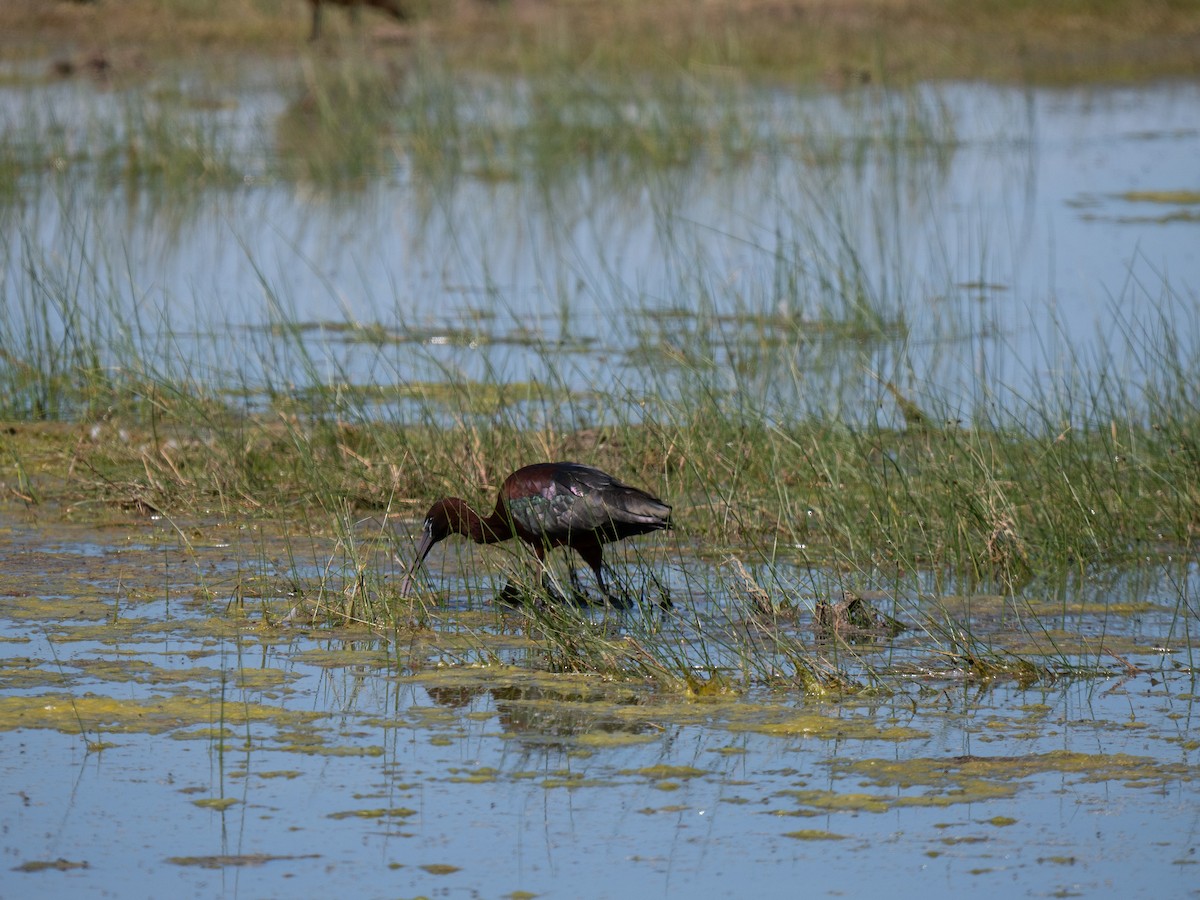 ブロンズトキ - ML646442457